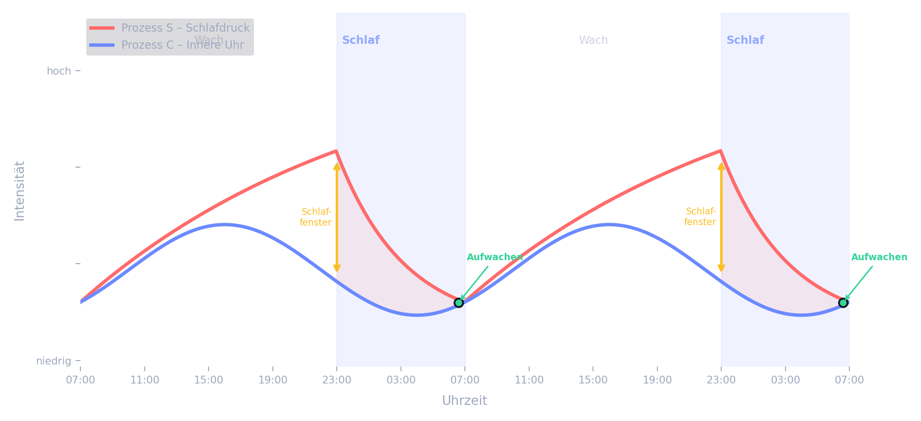 Zwei-Prozess-Modell nach Borbély: Zusammenspiel von Schlafdruck (Prozess S) und zirkadianem Rhythmus (Prozess C) über 48 Stunden. Der Abstand zwischen den Kurven bestimmt die Schlaftiefe.